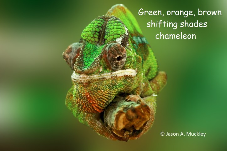 Chameleon (Hay(na)ku)