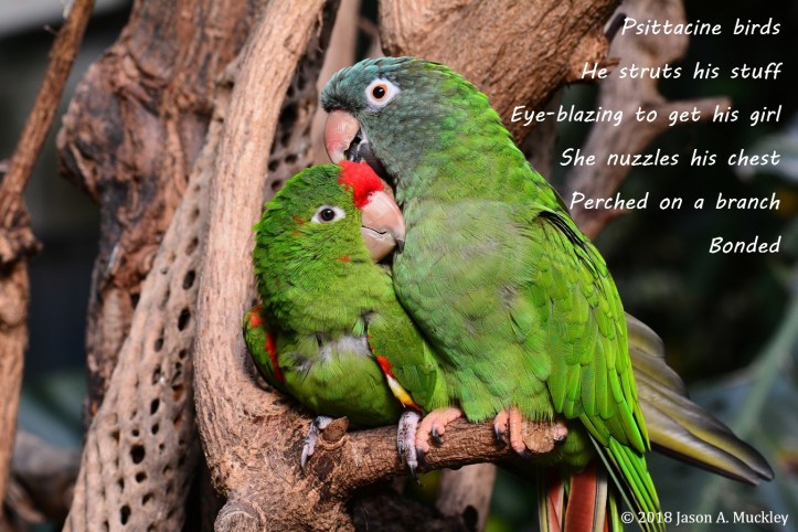 Psittacine Birds #FreeVerse