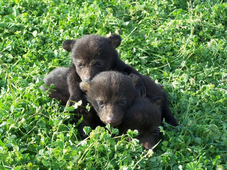 7096700591_9fd7d6fcb4_b