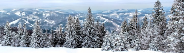 landscape-tree-nature-forest-mountain-snow