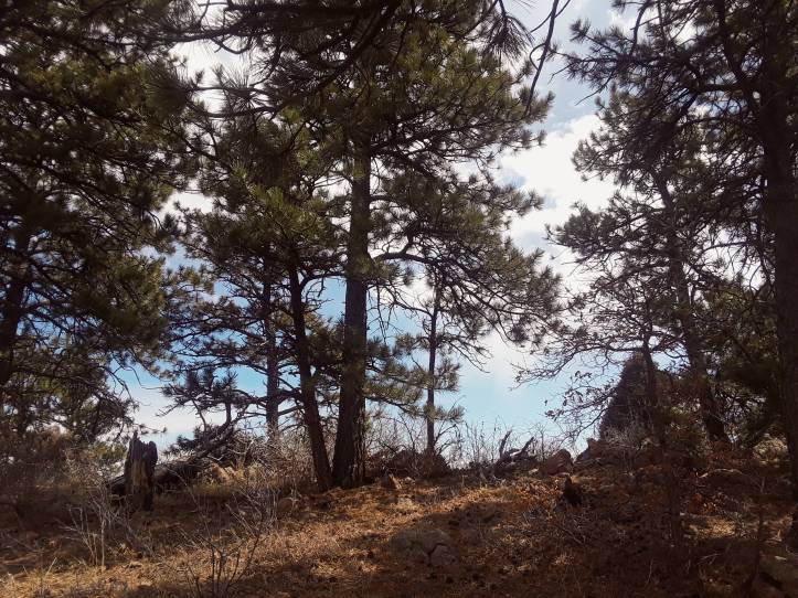Pine Trees_Mt Falcon_19-04-06