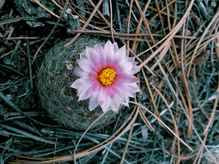 Simpson Hedgehog Cactus Flower_Crosier Mountain_2019-05-18