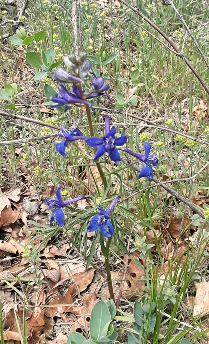 Subalpine Larkspur Flower
