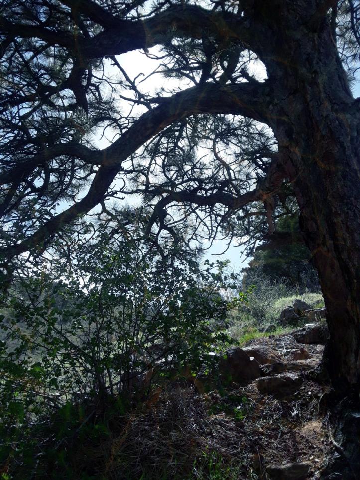 Taking A Rest_Mt Galbraith