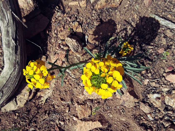 Yellow_Wildflowers_19-05-05