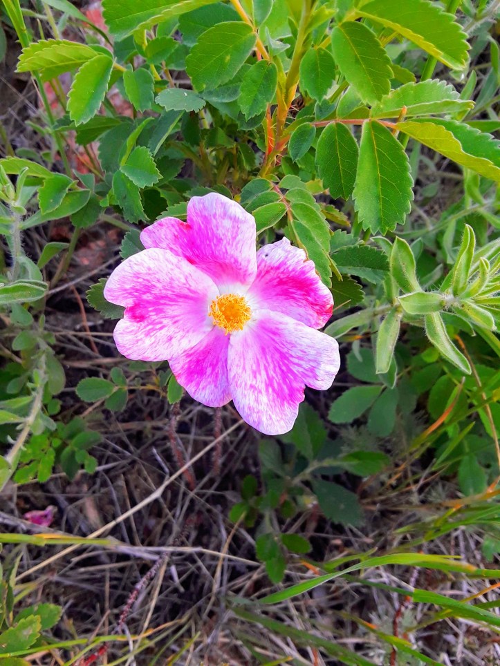 20190710_185928-EFFECTS