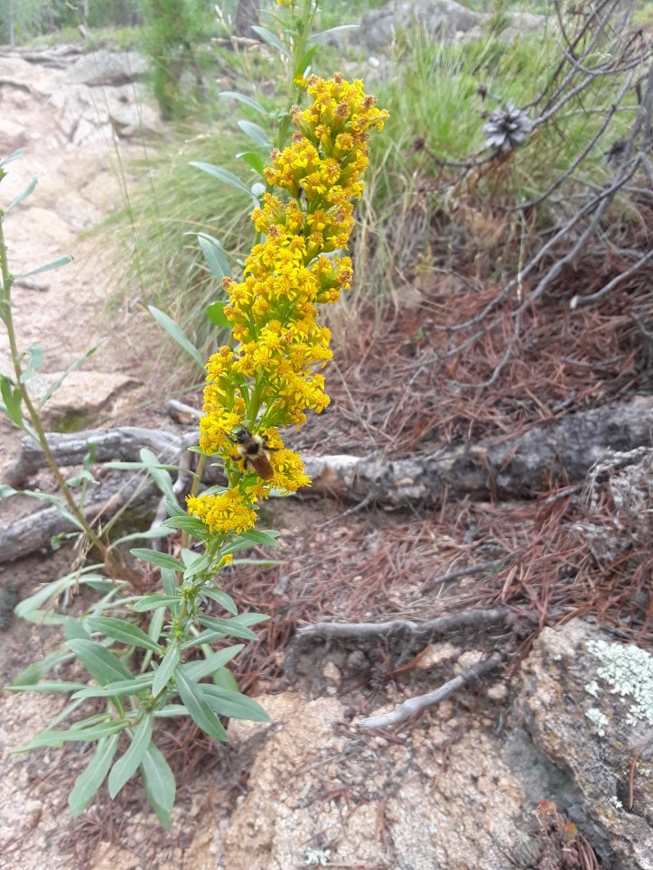Jim Hill Mustard Flower