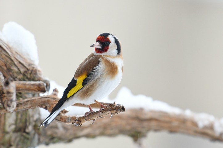 gregory-delaunay-carduelis-european-goldfinch-pixabay